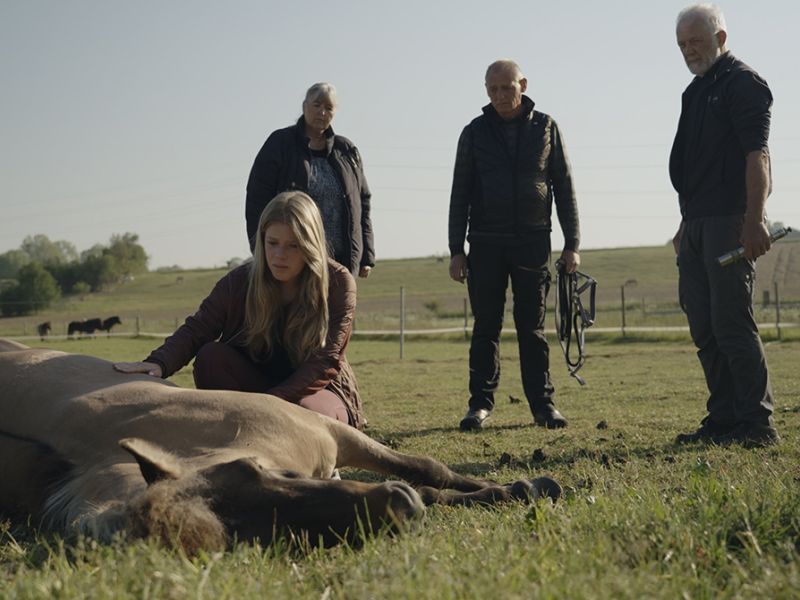 Tre mænd og en kvinde kigger på en død hest